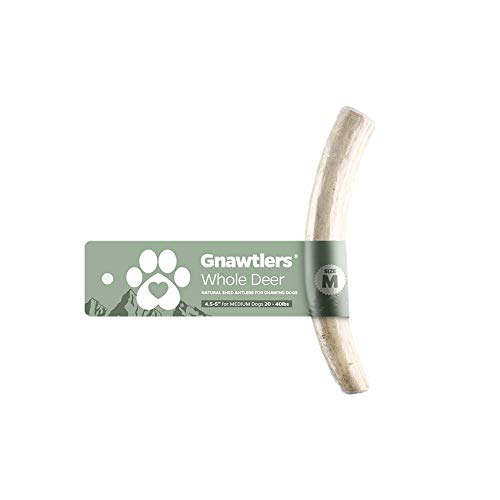 Gnawtlers - Premium Deer Antlers for Dogs, Naturally Shed Deer Antlers, All Natural Deer Antler Dog Chew, Specially Selected from The Heartland Regions (Medium)
