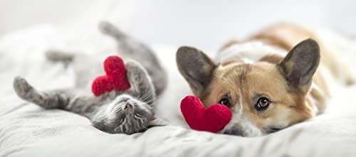 Mein HERZ Take it Easy Globuli - aus Liebe zu ihrer Katze - Natürliche Globuli bei Angst, Stress, Unruhe, Autofahrten, Urlaub, Unwetter und Lärm, bioenergetisch/radionisch mit Bachblüten informiert.