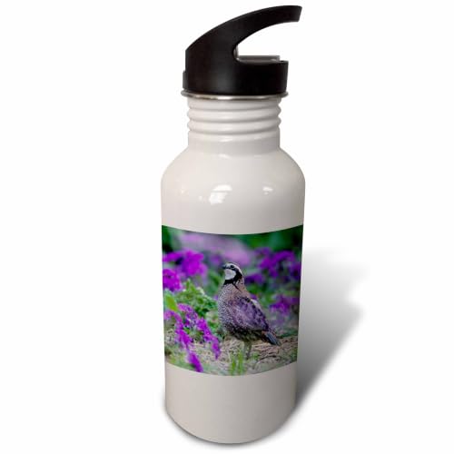 3dRose Northern Bobwhite quail in flower garden, Marion, Illinois, USA. 21 oz Sports Water Bottle