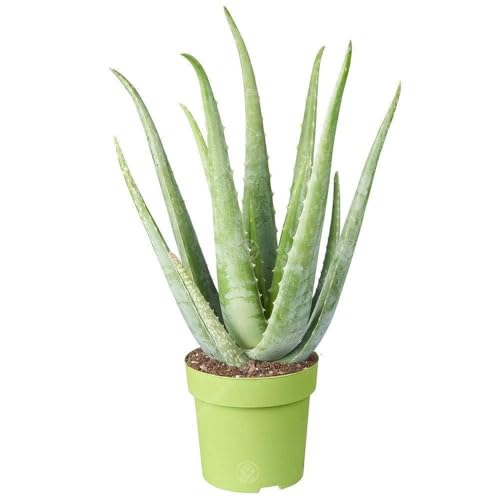 Medizinische Aloe Vera Therapeutische Zimmerpflanze Büropflanze im 12cm Topf