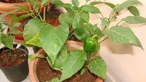 Green capsicum plant (pack of 2) (B0CXJ2WSLT) Amazon Price History, Amazon Price Tracker