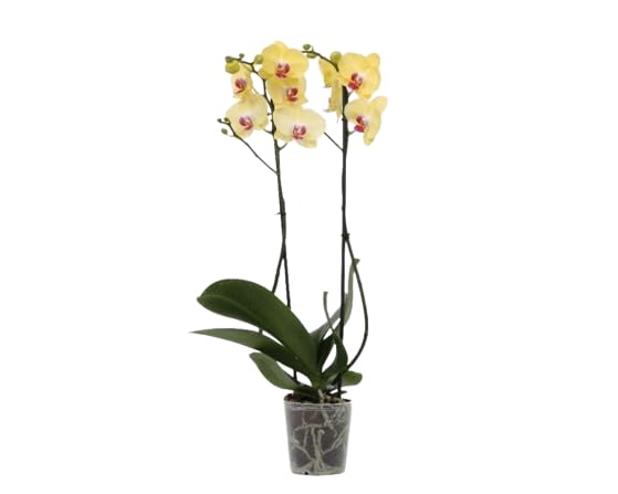 Orquídea Phalaenopsis Natural Planta Tropical Fácil de Cuidar