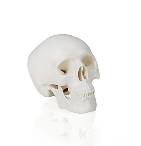 Walter Products B10219 Human Skull Model, Half Size, 3 Parts, 4 X 3 X 4 Inches #TOP19
