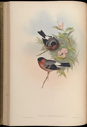 Tableau Animal Oiseau Pyrrhula par John Gould - Impression sur Toile Décoration Murale 60x90cm