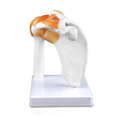 Image of B10227 Shoulder Joint Model, Life Size, 4.5 inch Height, 7 inch Wide, 8 inch Length