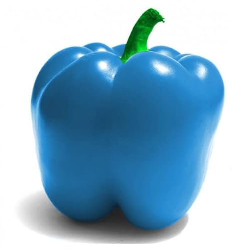 Nuovi 200 pezzi di semi di peperone blu cielo
