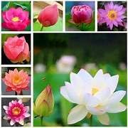 Image of Lotus Flower Seeds for Home Garden a€ inch Pack of 7 Seeds | Kamal Beej for Water Gardening | Aquatic Flower Seeds for Balcony, Terrace & Outdoor Garden Pond