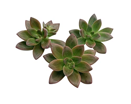 Live Succulent Cuttings (3 Sedeveria 'Sorrento'), Succulents Plants Live, Succulent
