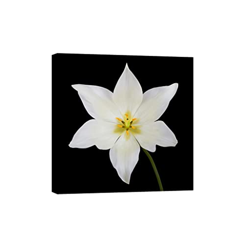 Toile fleurs phosphorescente DCF042-1 pour une ambiance de chambre cocooning