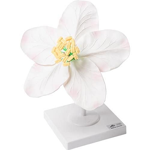 3B Scientific Biologie - Apfelblüte (Malus pumila), Modell