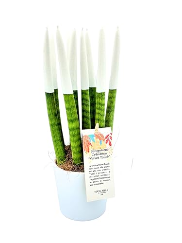 I GIARDINI DI GIULIA - Sansevieria Cylindrica punte di velluto in vaso di ceramica colorato diametro 12 cm. altezza 35 cm, pianta vera (Bianco)