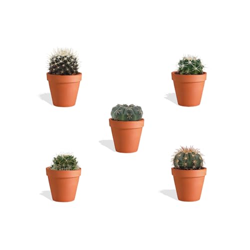 DutchLeafs Kugelkaktus Mix 5 Stück Verschiedene Mini-Kakteen im Ø 7 cm Terrakotta Blumentopf - Mammillaria Kaktus Kleine Pflanzen Sammlung Pflegeleichte Zimmerpflanzen - Höhe 8-15 cm DutchLeafs Kugelkaktus Mix 5 Stück Verschiedene Mini-Kakteen im Ø 7 cm Terrakotta Blumentopf - Mammillaria Kaktus Kleine Pflanzen Sammlung Pflegeleichte Zimmerpflanzen - Höhe 8-15 cm