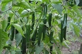 EverSneh Live Real Vegetable Organic Green Chilli Plant For Home Garden Live Plant pack with black pot 3 inch size (B0B427WM6J) Amazon Price History, Amazon Price Tracker