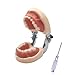 Dental Simulator Manikin Phantom Head for Practice Training Studyting Typodont Models with Removable Tooth (Kids Teeth Model)
