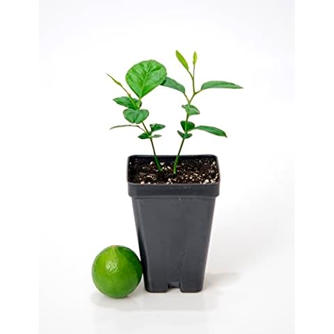 Key Lime Tree - Pot of 2 Starter Plants. Citrus aurantifolia. 3” - 5 Cover