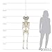 Fun Express Two-Headed Life-Size Human Skeleton 5 Feet Tall Posable Halloween Decorations Outdoor & Indoor Scary Halloween Decor for Yard Porch & Party Premium Plastic Construction with Hanging String