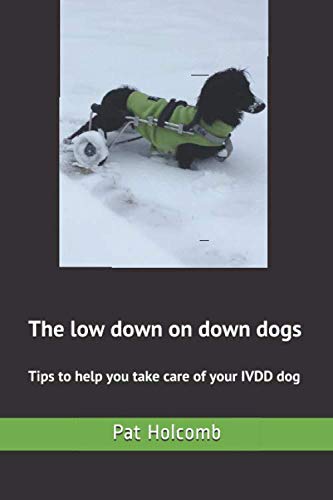 The low down on down dogs: Tips to help you take care of your IVDD dog