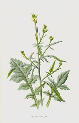 Moutarde de haie par Frederick Edward Hulme : sublimez un mur vide avec cette toile 60x90