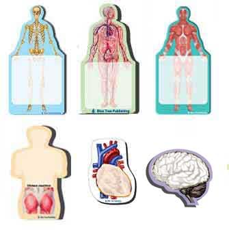 Product Image of the Fun Anatomy Sticky Notes Collection, 6 Pack-100 Sheets Per Pack, Medical Note Pads and Great Gifts.