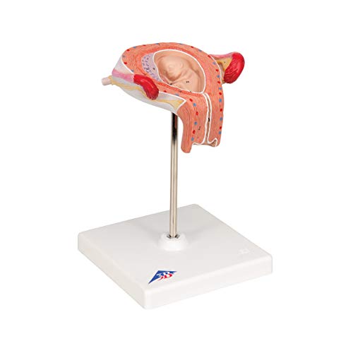 Image of 3B Scientific L10 /3 3rd Month Embryo - 3B Smart Anatomy