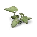 Gamers Grass Laser Plants Elephant Ear ✔günstig ✔schnell ✔sicher » Commandez dès maintenant chez votre boutique de table amicale