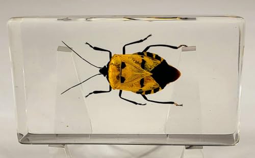 Image of 2.9 inch Real Man-Faced Stink Bug in Crystal Clear Lucite Resin Specimen Preserved Catacanthus Incarnatus Insect Bugs Taxidermy Collection for Biology Science Education & Desk Ornament Display Supplies