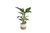 INSTANT ROOM DÉCOR UPGRADE: This large, live White Bird of Paradise plant creates a commanding, high-end presence, introducing exotic tropical décor to your home. The striking upright leaves are perfect for a bright living room or office ENJOY A NATU...