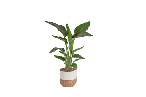 Costa Farms White Bird of Paradise Live Plant in Decorative