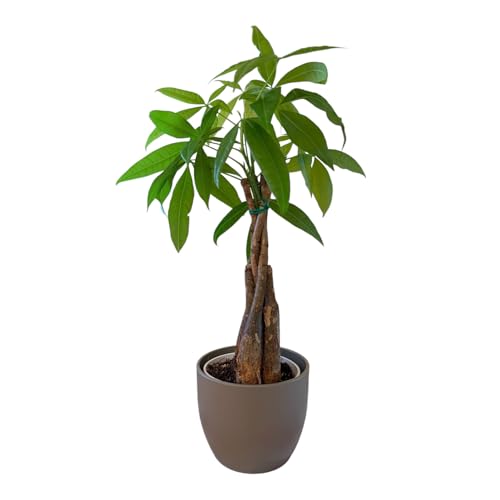 Image of Money Tree Live Plant | 14-22 Inches Tall Bonsai | Easy to Grow Indoor Houseplant | Home, Office, or Room Decor | Birthday, Housewarming Gift (Slate)