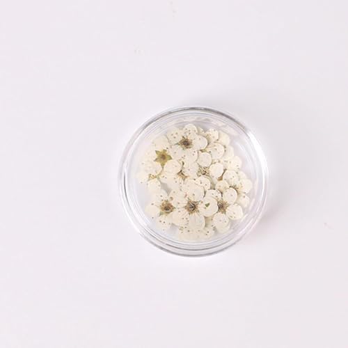 100 piezas de flores secas de narciso prensadas con caja miniatura 1