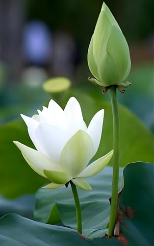 Rishika Plant House-Beautiful"White Lotus" Live plant (Tuber/Root) Orginal Variety Guarante Blooming with in 30 Days big hybrid water lily.