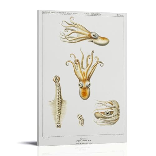 Deep-Sea Octopus Illustration by Carl Chun Poster�C���e���A�f�U�C���A�A�[�g�v�����g�̑����A�����̐V�����Ƃ̑��蕨�̂��߂̔������|�X�^�[16x24inch(40x60cm) Frame-style