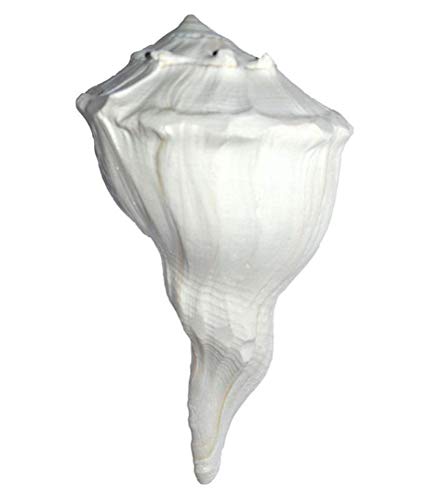 Pooja Shankh Dakshinavari Aashita Creations conque de 12,7 cm pour séances de méditation