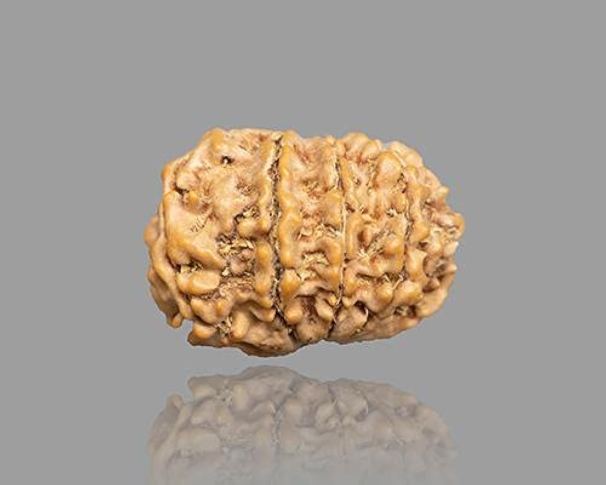 9 Mukhi Rudraksha Bead, Lab Certified