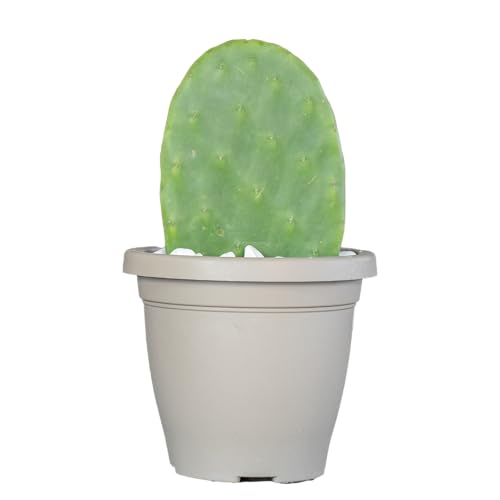 Bastadduni - Fico d’India in vaso - Pianta da frutto - Piante grasse vere - Pianta vera da esterno, interno, appartamento, ufficio, balcone, arredo, terrazzo - ø 16 cm