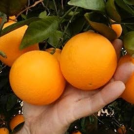 SISA garden Vietnam malta Mosambi All Time Variety Grafted Fruit Live (1.5-2 Ft) Healthy plant (B0CTNT2P3R) Amazon Price History, Amazon Price Tracker