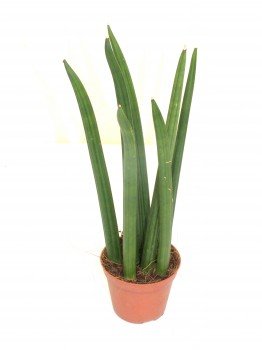 calathea princess 4