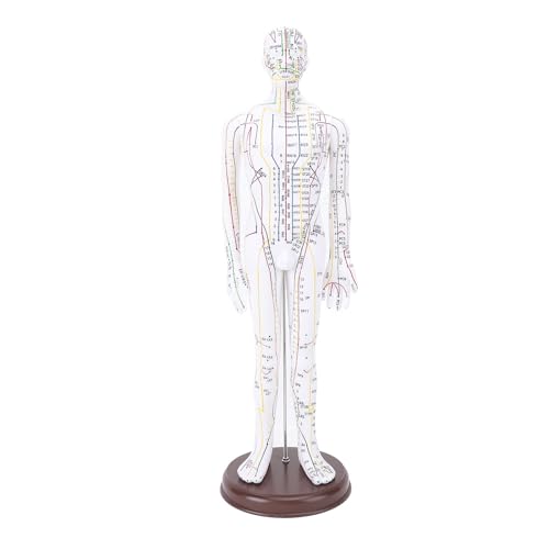 Acupuncture Model, 52cm Full Human Body Acupuncture Model with Accurate Acupoint Positioning, Pressure Point and Meridians Model for Student Teaching Demonstration, Acupuncture