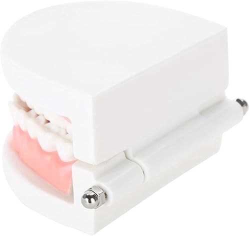 Miniatura 2 de Modelo de práctica dental realista con dentaduras removibles - Ideal para entrenamiento y demostración de educación dental - Simulación de anatomía