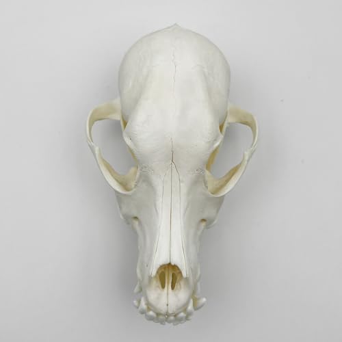 Image of Taxidermy Real Animals Skull Decor - Model Animals Bones Specimen,Taxidermy Supplies for Science Education,Collection (Dog)