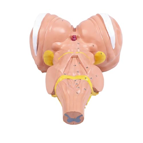Modelo anatómico de cerebro 3X ampliado en PVC para educación médica