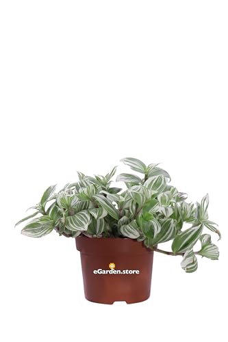 Pianta di Tradescantia Cerinthoides Brightness pianta di Erba Misera pianta da interno pianta ornamentale pianta verigata pianta vera venduta da eGarden.store