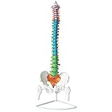 [Modelo de columna vertebral humana]: este modelo de columna de 80 cm de altura muestra con gran detalle todas las características principales de cada columna, incluida la columna vertebral, la arteria vertebral de la raíz nerviosa, el disco subintervertebral, el proceso transversal de la columna vertebral y la sección vertebral, fémur, etc.