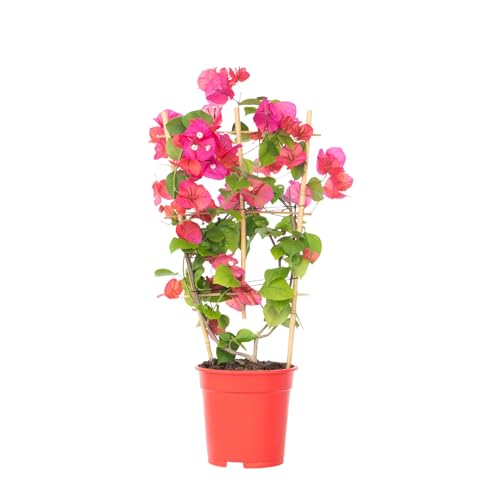 Plant in a Box - Bougainvillea 'Dania' - Bougainvillea en estante - Flores naranjas - Planta trepadora - Planta de jardín - Maceta 17cm - Altura 50-60cm