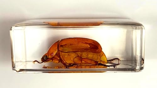 Image of 44mm Real Golden Christmas Beetle in Crystal Clear Lucite Resin Specimen Preserved Animal Insect Bug Taxidermy Collection for Biology Science Education & Desk Ornament Display
