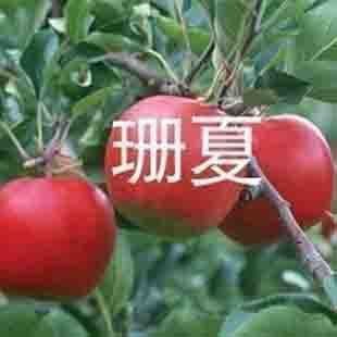 Graines de pommier bonsaï super grandes et rares de Chine Graines de pomme douce Paquet de 100 graines