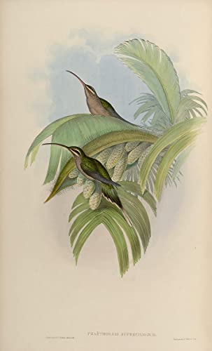 Toile oiseau Phaethornis Superciliosus poster John Gould d&eacute;coration de bureau et salon moderne