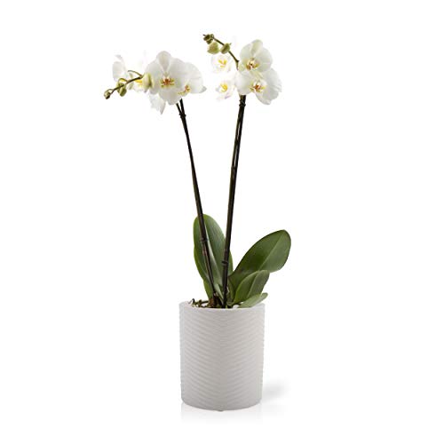 Color Orchids Live Double Stem Phalaenopsis Ceramic Pot, 20" x 24", White Blooms
