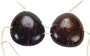 Miniatura 2 de HAPPY DEALS Hula Skirt with Coconut Bra Set