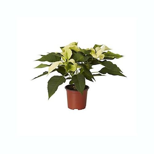 Flor de Navidad Blanco Planta Viva Regalo Ideal de Navidad